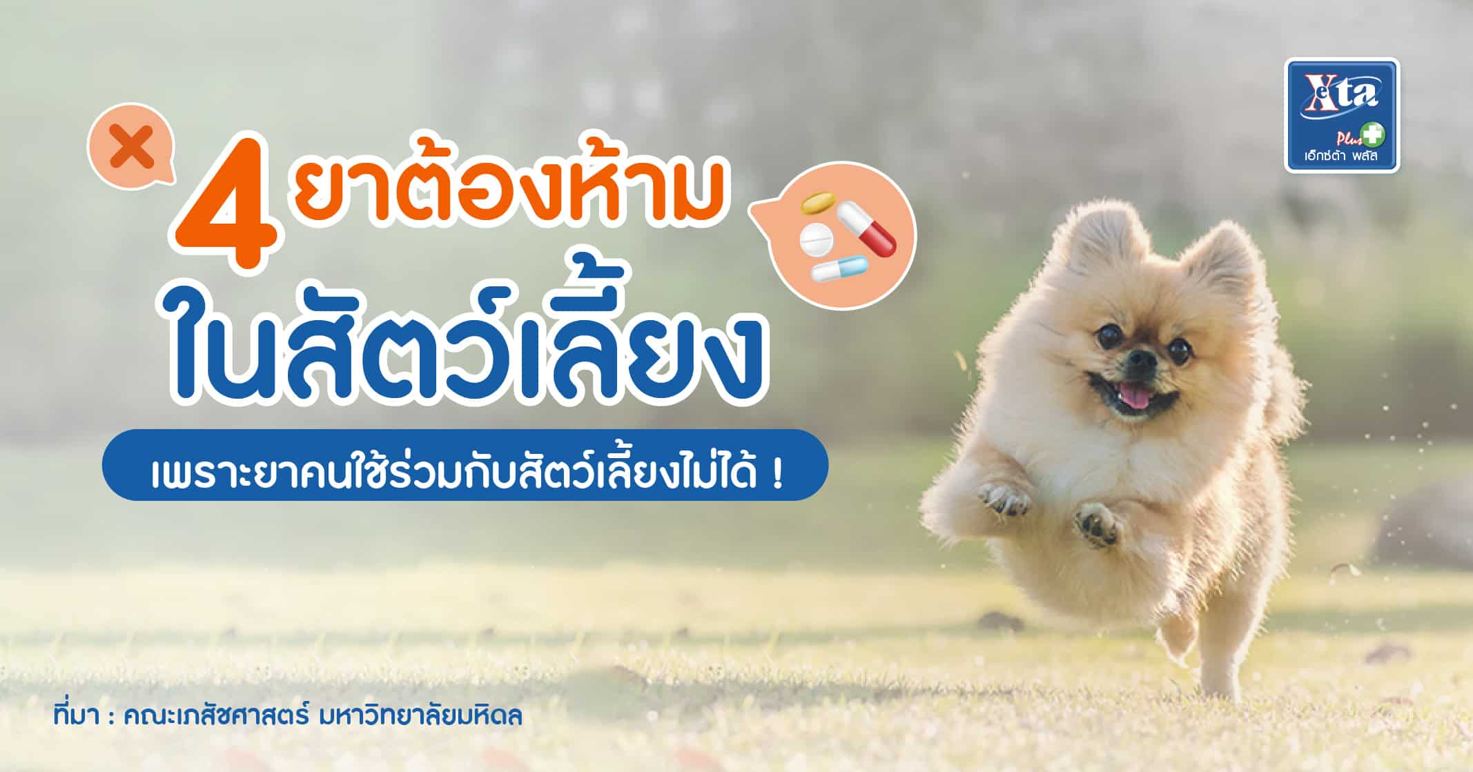 4 ยาต้องห้ามในสัตว์เลี้ยง เพราะ ยาคนใช้ร่วมกับสัตว์เลี้ยงไม่ได้
