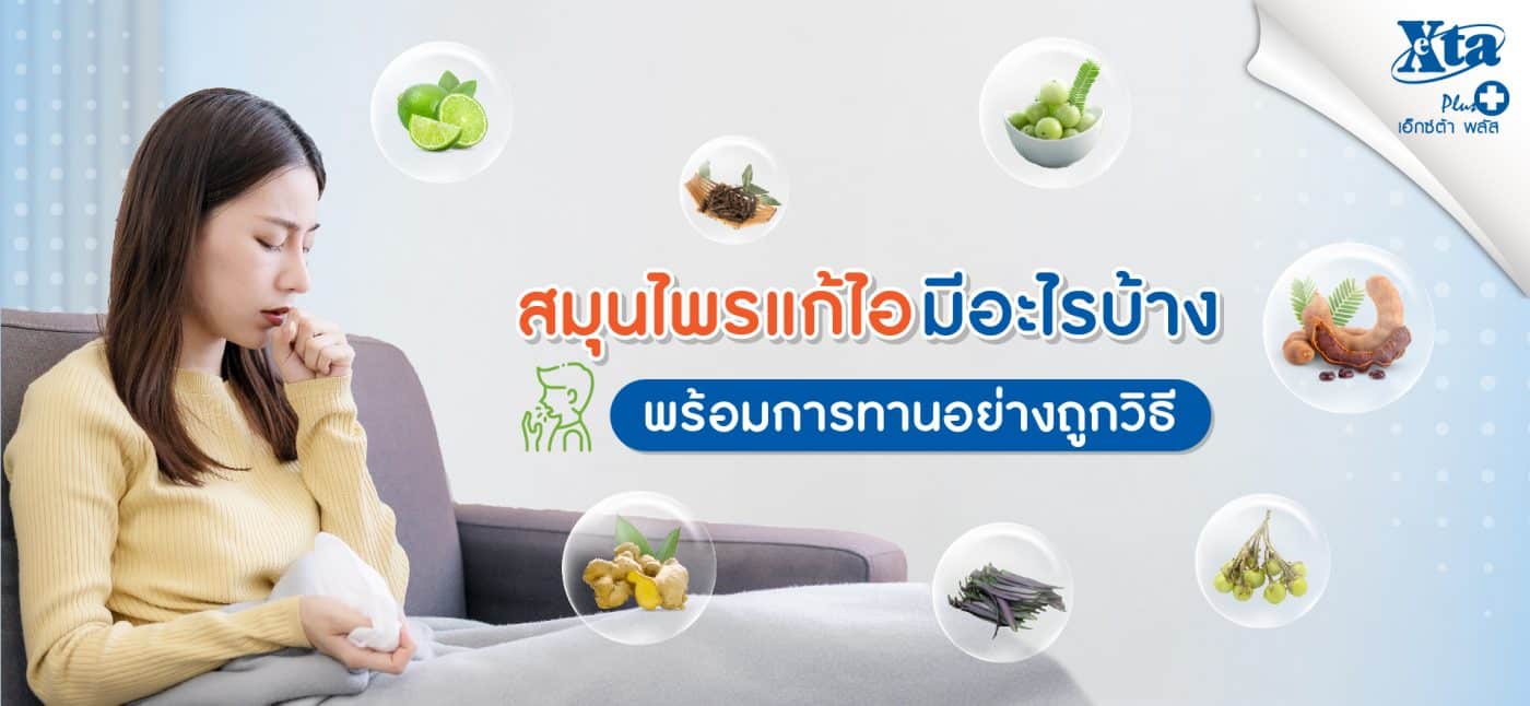 สมุนไพรแก้ไอ มีอะไรบ้าง พร้อมการทานอย่างถูกวิธี