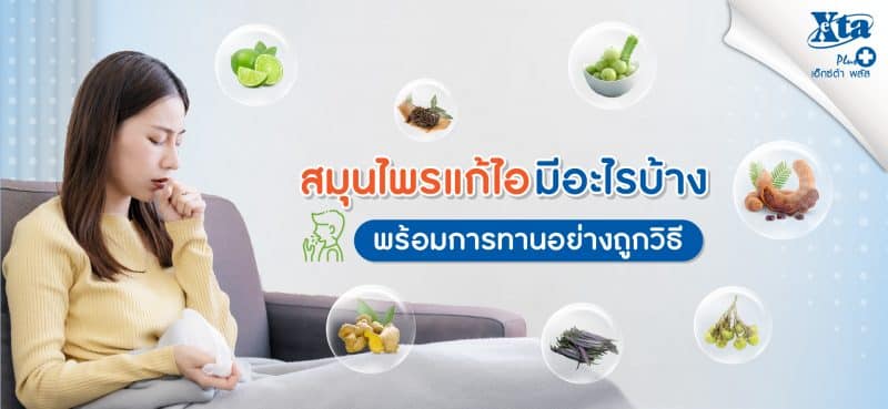 สมุนไพรแก้ไอ มีอะไรบ้าง พร้อมการทานอย่างถูกวิธี