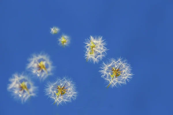 ละอองเกสร (Pollen)