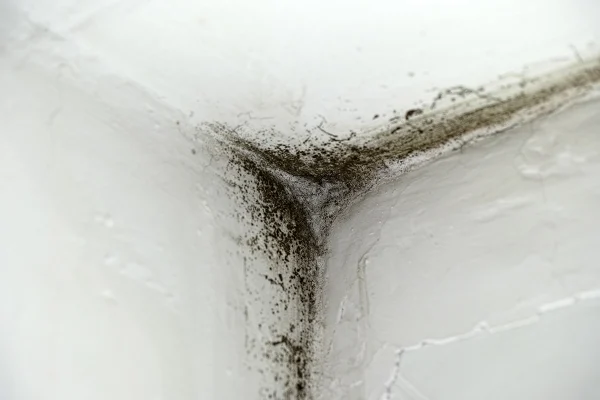 เชื้อราในอากาศ (Mold Spores)