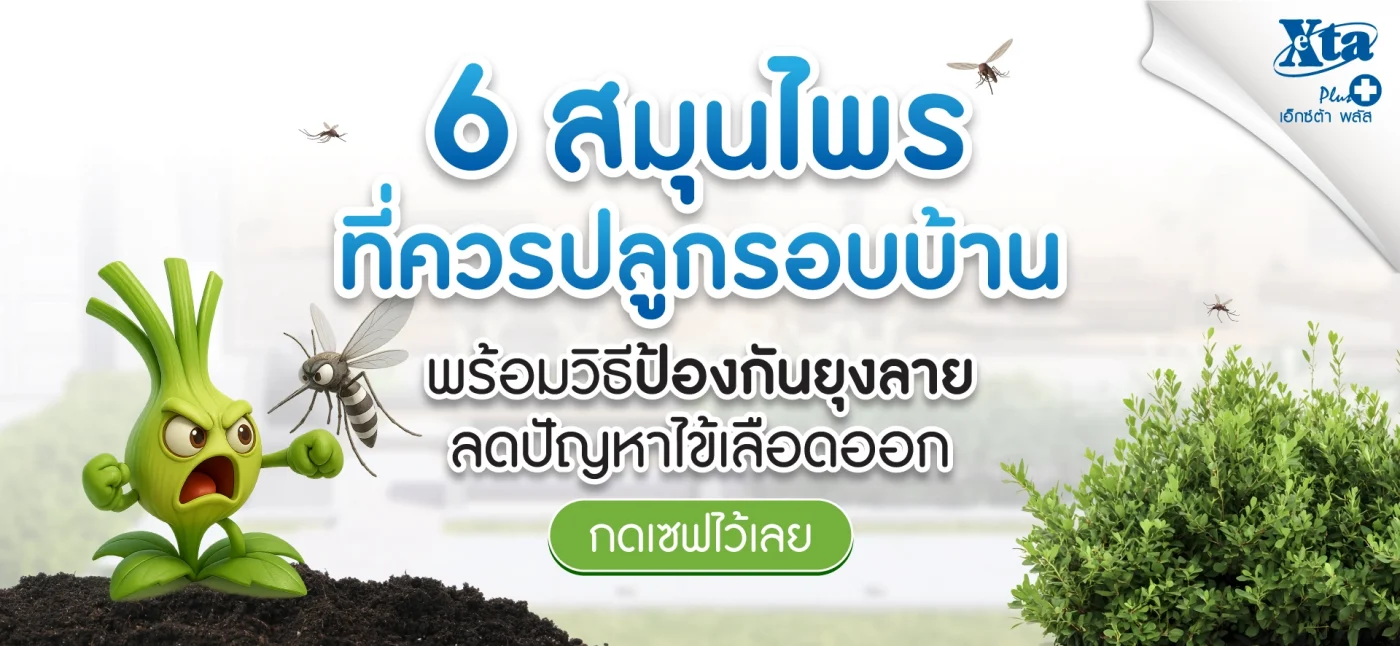 6 สมุนไพรปลูกรอบบ้าน พร้อมวิธีป้องกันยุง ลดโรคไข้เลือดออก
