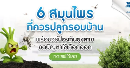 6 สมุนไพรปลูกรอบบ้าน พร้อมวิธีป้องกันยุง ลดโรคไข้เลือดออก eXta Plus