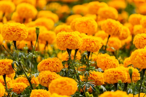 พืชไล่ยุง ดาวเรือง (Marigold) ร้านยา เอ็กซ์ต้า พลัส