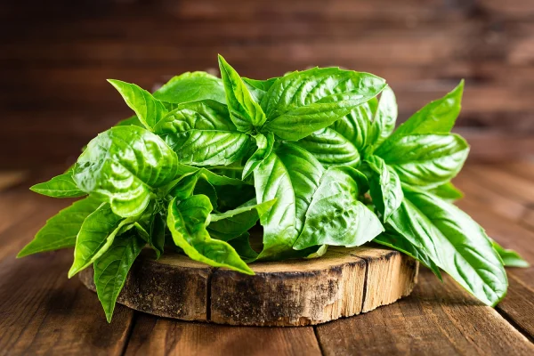 โหระพา (Sweet Basil)