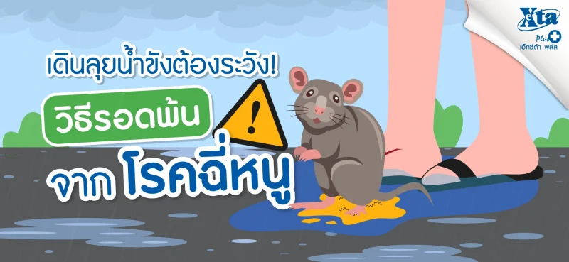 ลุยน้ำขังต้องระวัง! วิธีรอดพ้นจาก โรคฉี่หนู ฉบับอ่านจบทำตามได้ จาก ร้านยา เอ็กซ์ต้า พลัส
